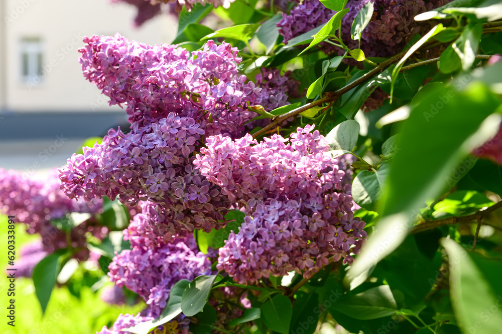 Beautiful violet lilac tree on spring day, closeup