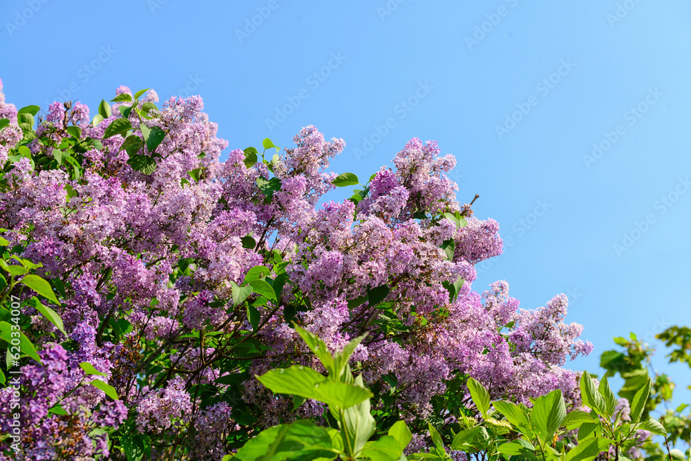 Beautiful lilac tree on blue sky background