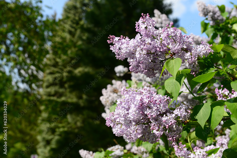 Beautiful lilac tree on spring day