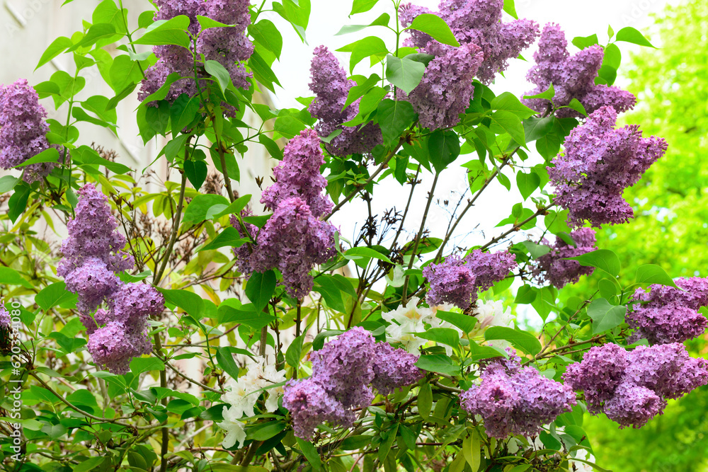 Beautiful lilac tree on spring day