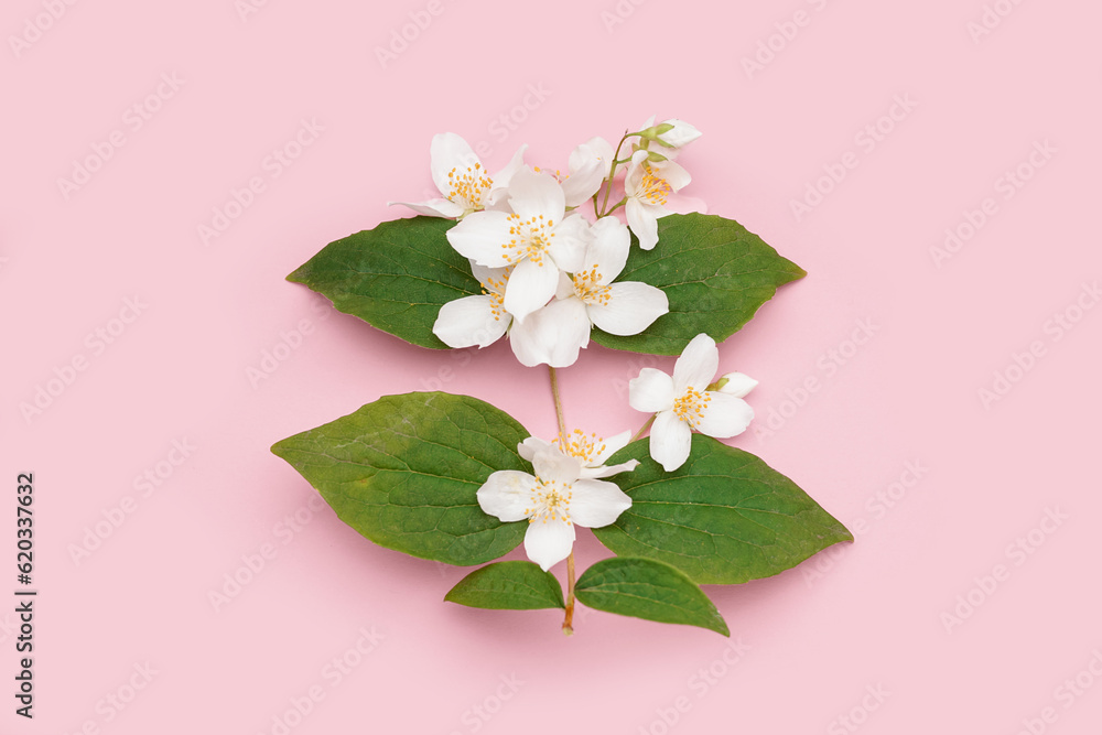 Blooming jasmine branch on pink background