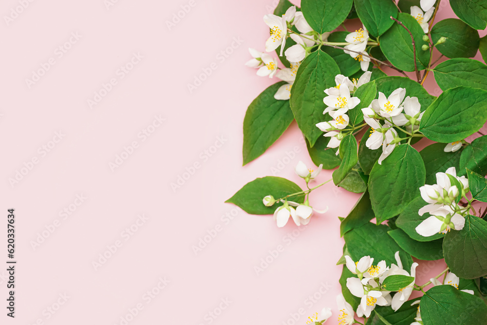 Beautiful jasmine flowers and leaves on pink background, closeup