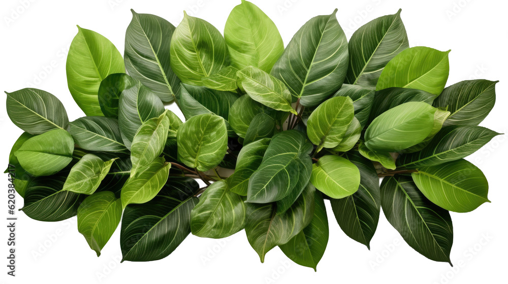 Tropical leaves are arranged to create a foliage plant bush, serving as a natural backdrop. It is is