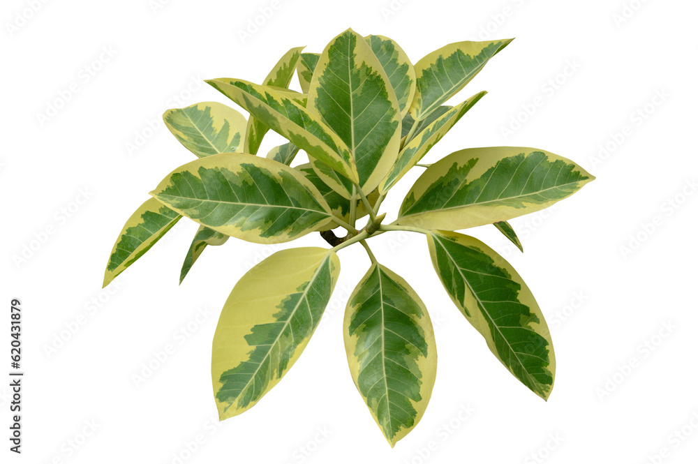 Plant leaves Green nature Tropical forest isolated on transparent background - png	