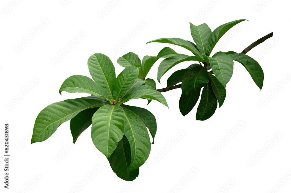 Plant leaves Green nature Tropical forest isolated on transparent background - png	