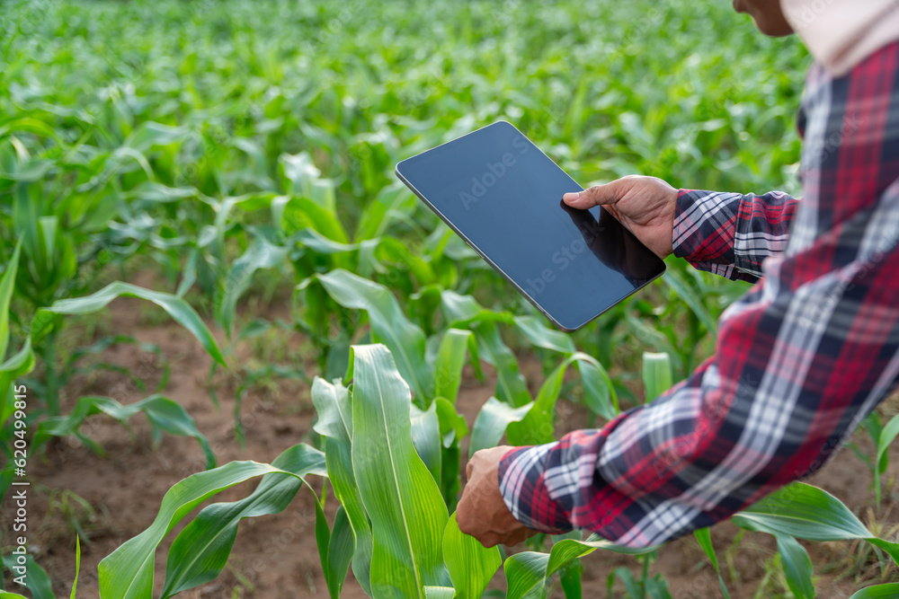 Agricultural Garden of Corn field, hand of farmer checking quality by tablet agriculture modern tech