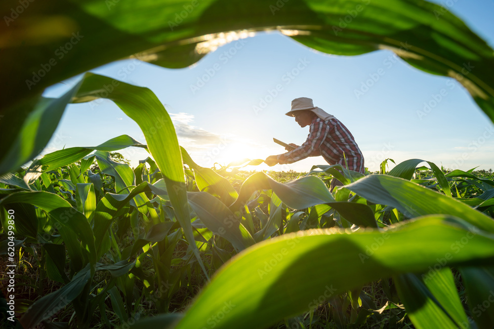  Asian farmer checking quality by tablet agriculture modern technology in growing corn plant maize f