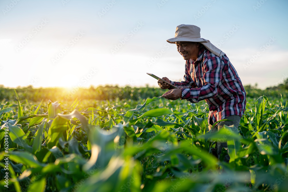 Happy asian farmer is using a tablet to check the quality leaves in Green corn field in agricultural