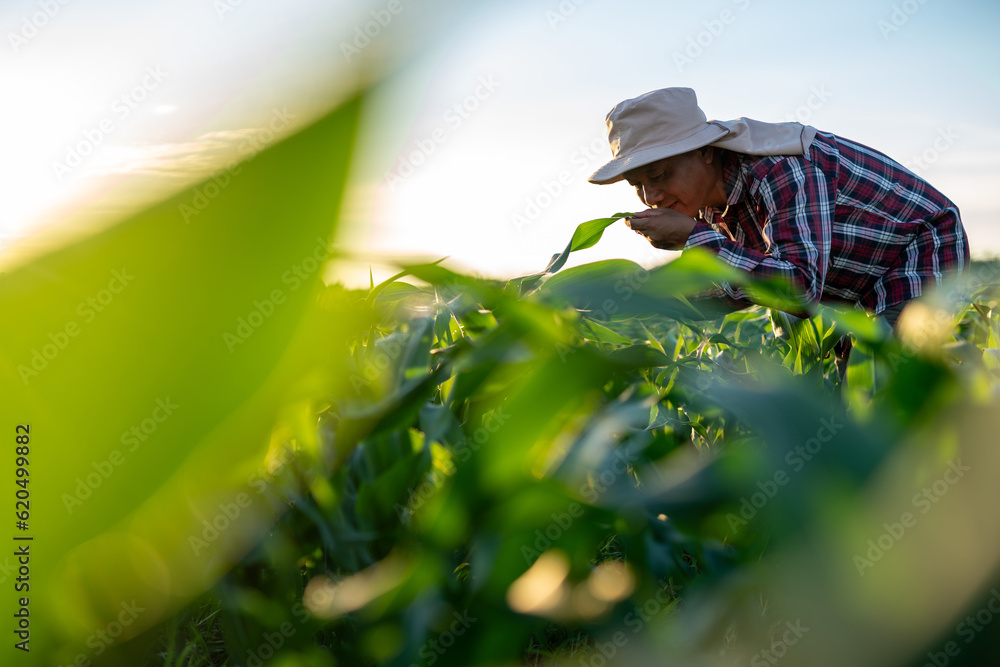 Asian farmer smelling corn leaves in corn field. Agricultural activity at cultivated land. A man agr