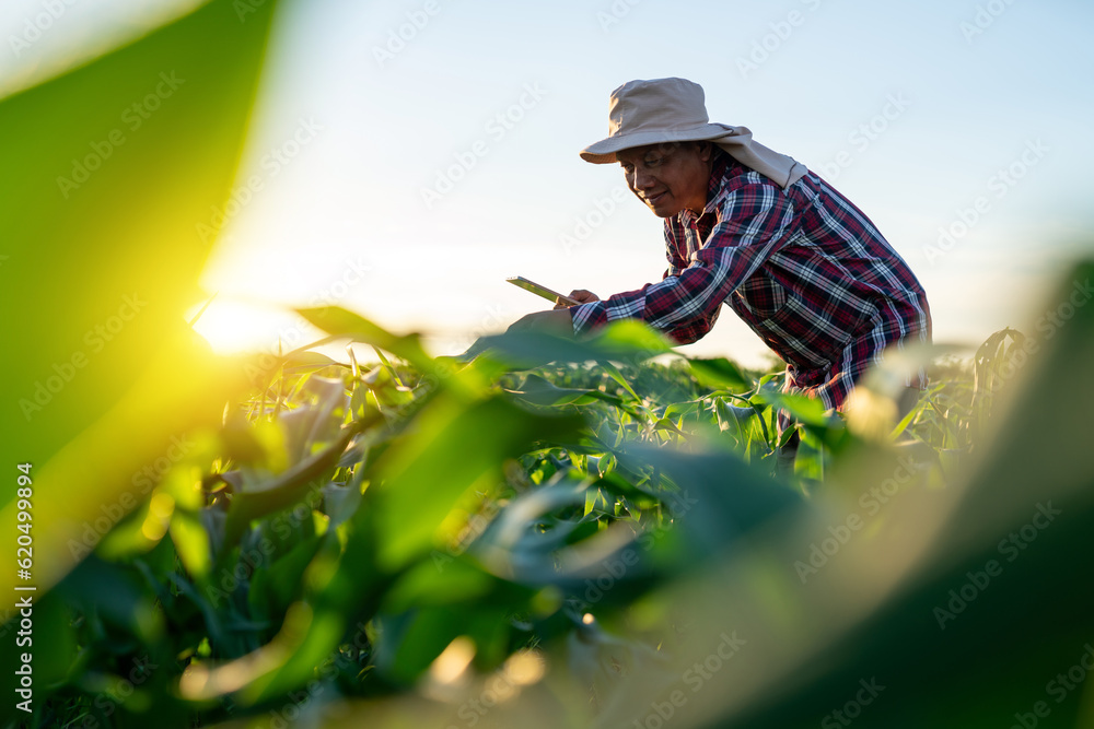 Asian farmer examining corn plant in field. Agricultural activity at cultivated land. A man agronomi