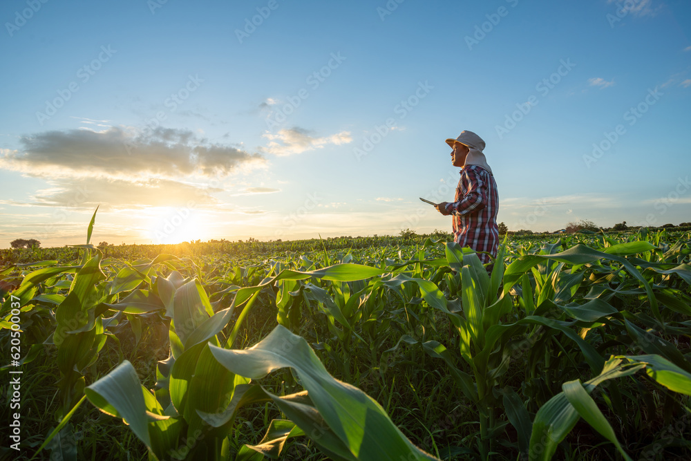 Asian farmer stand holding tablet in his cornfield at sunset watching his crop. Agricultural Garden 