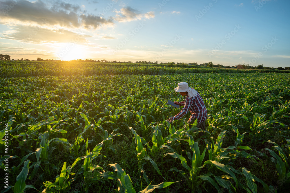 A farmer checking quality by tablet agriculture modern technology in growing corn plant maize field 