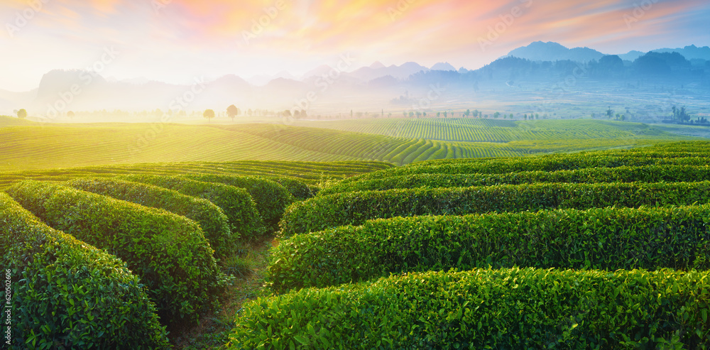 tea plantation in the morning