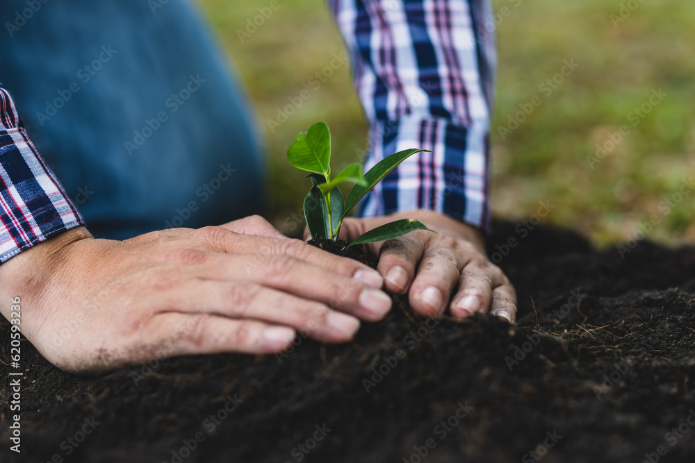 Farmers plant seedlings into fertile soil.