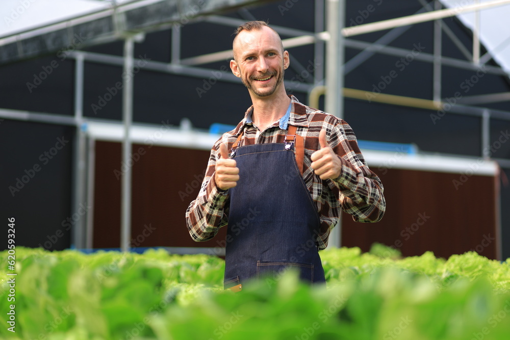 Farmer checking plant health in greenhouse system and harvesting. Farmer inspect farm products quali