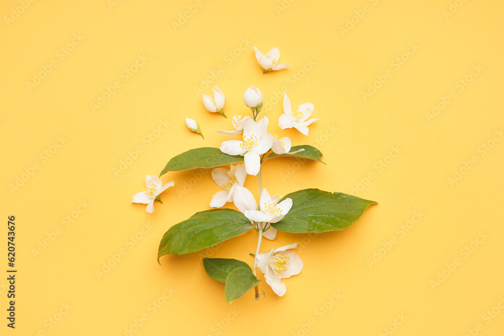 Composition with fresh jasmine flowers and leaves on color background