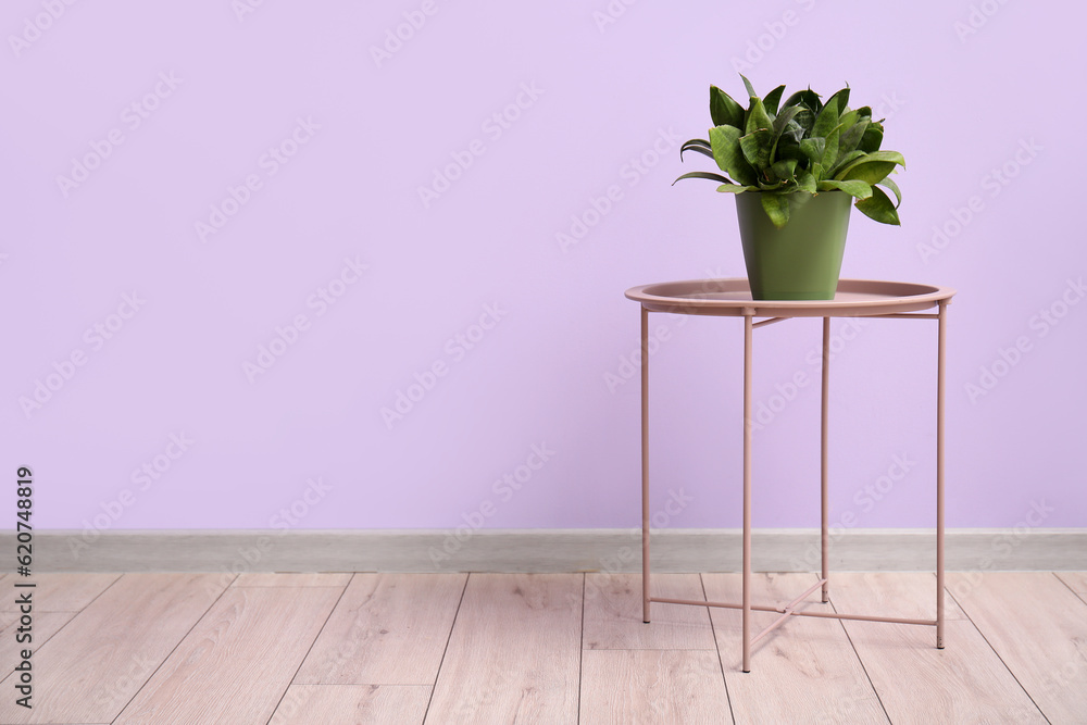 Green houseplant on table near lilac wall