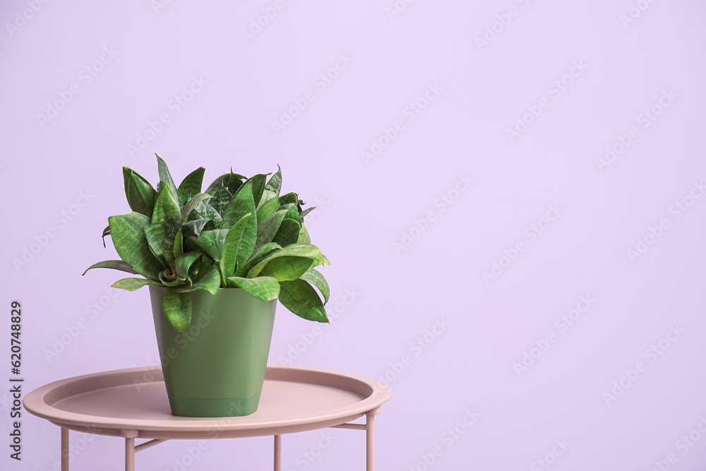 Green houseplant on table against lilac background