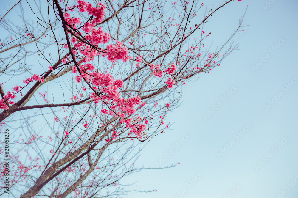 sakura flower and landscape