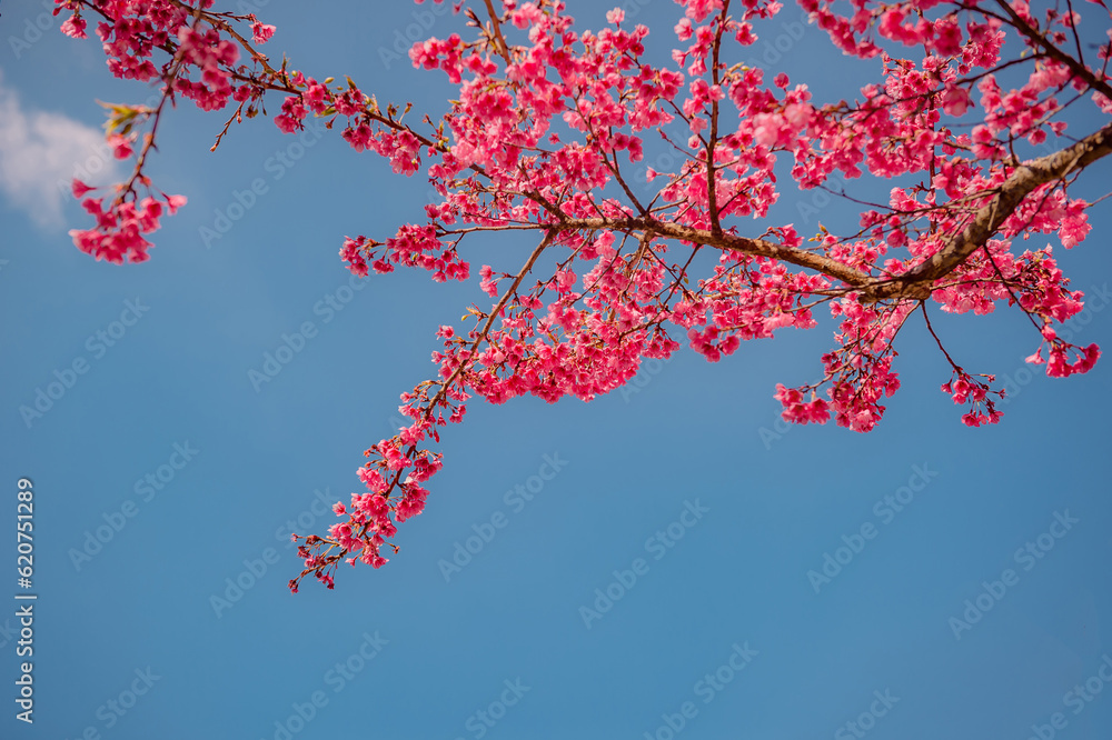 sakura flower and landscape