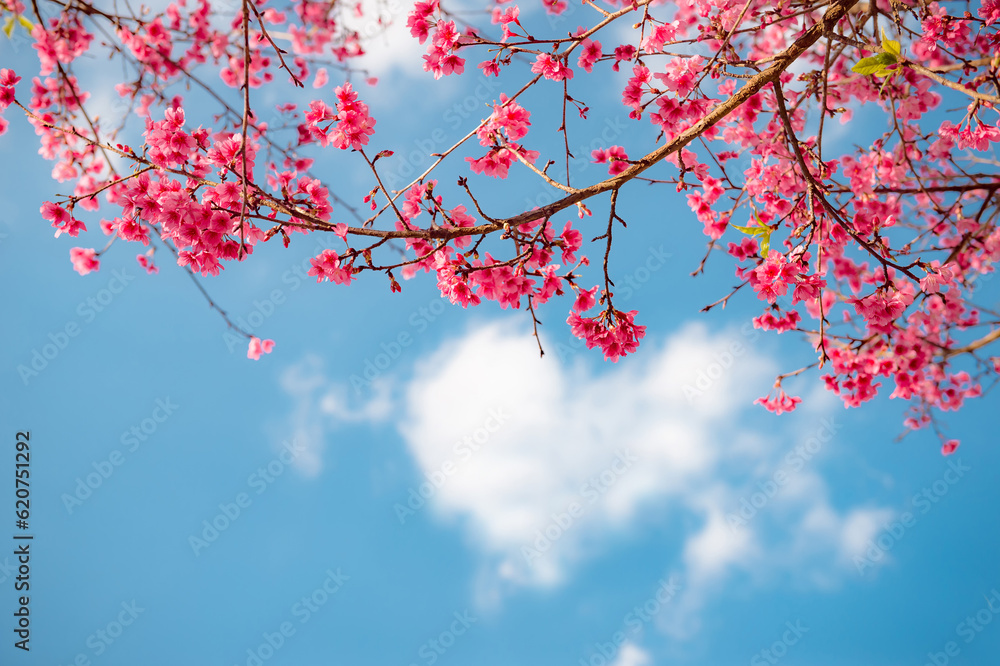 sakura flower and landscape