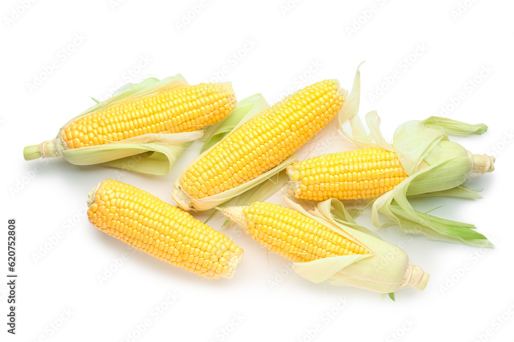 Many fresh corn cobs on white background