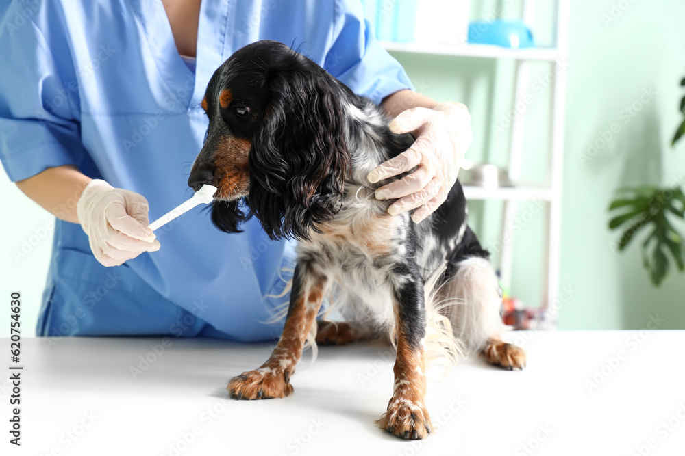 Female veterinarian with cocker spaniel and toothbrush in clinic