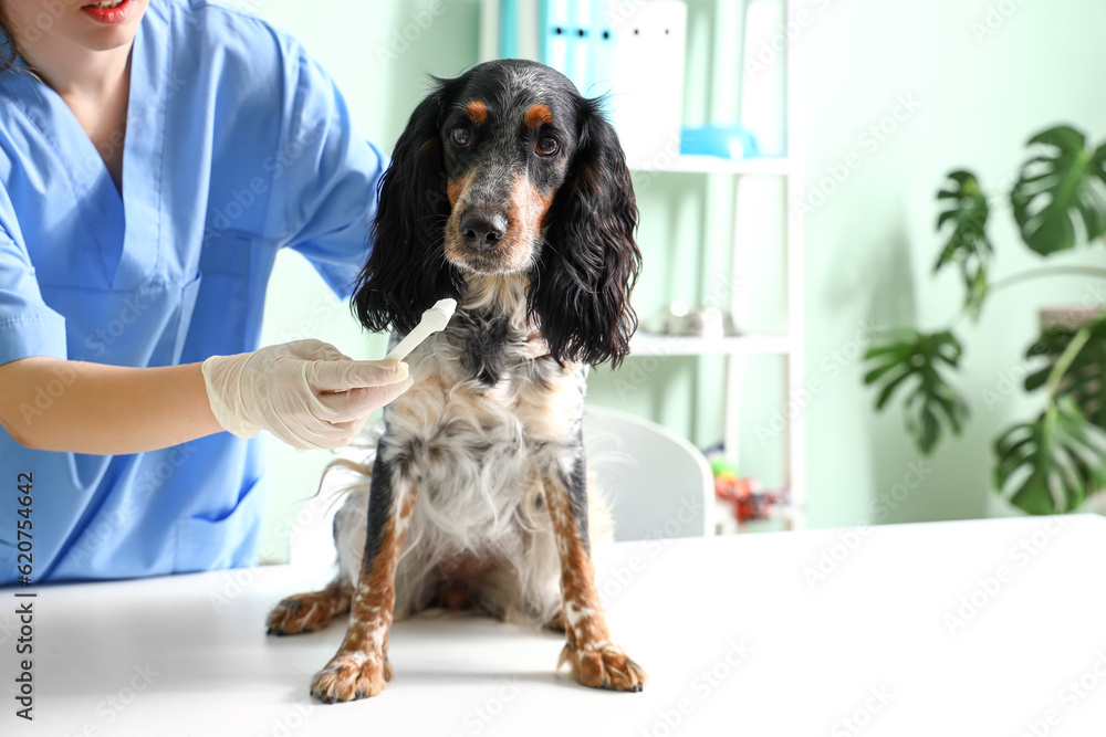 Female veterinarian brushing cocker spaniels teeth in clinic