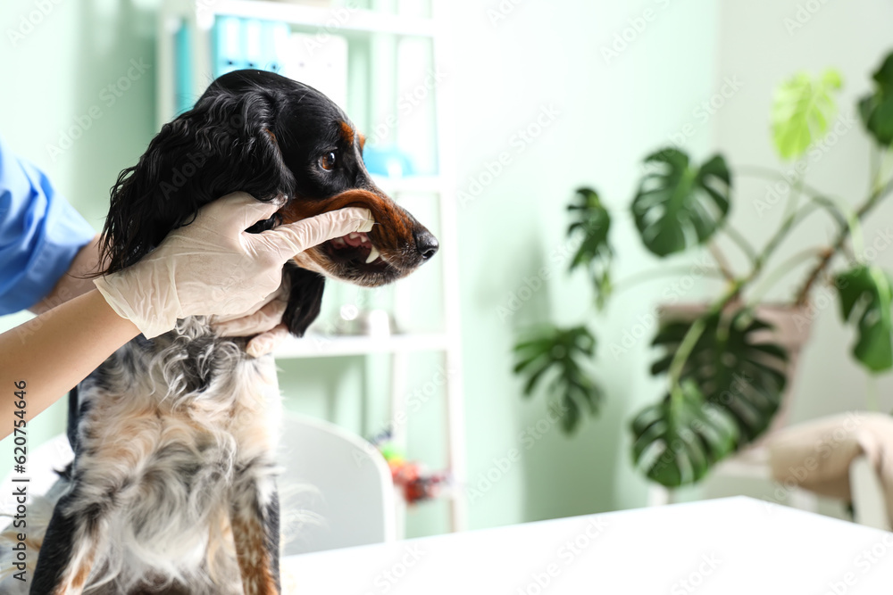 Female veterinarian brushing cocker spaniels teeth in clinic, closeup