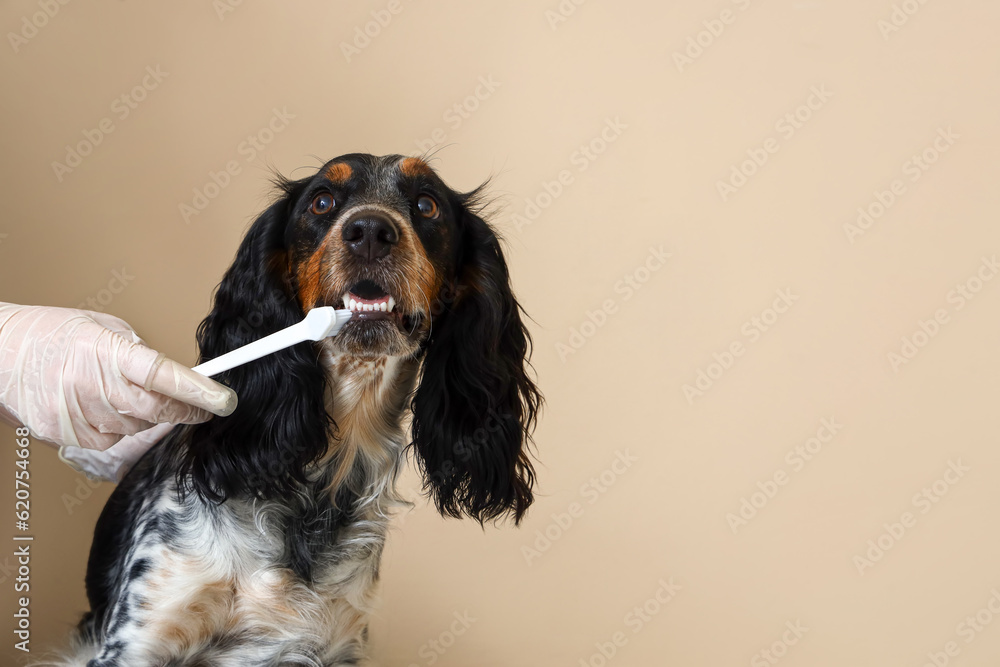 Female veterinarian brushing cocker spaniels teeth near beige wall, closeup