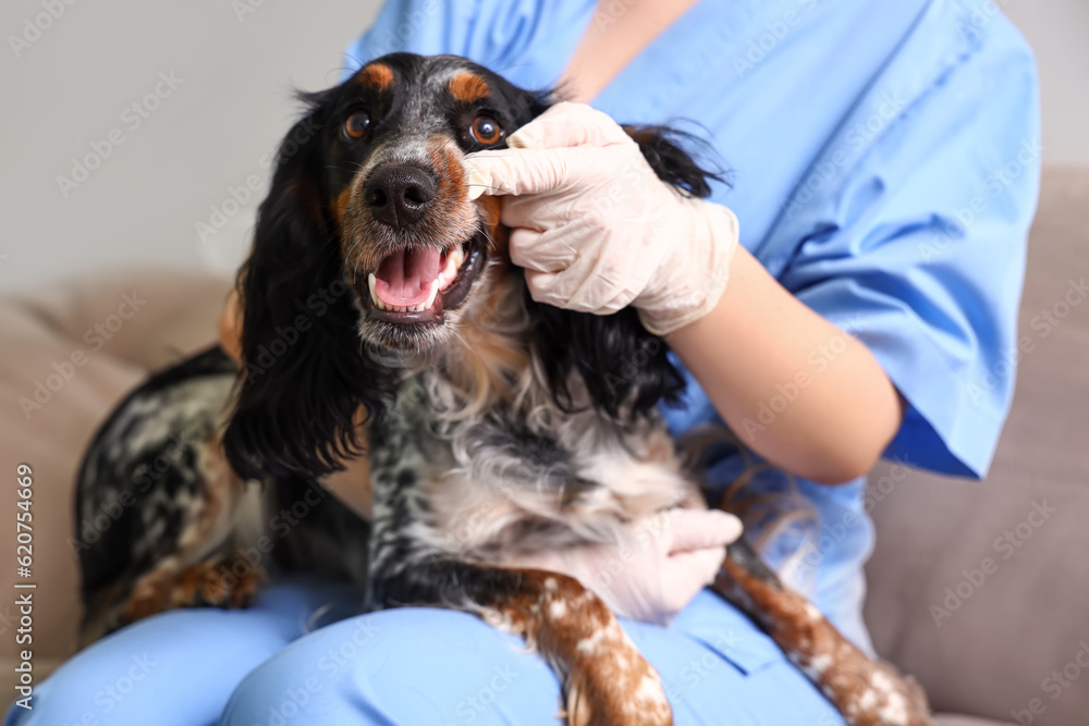 Female veterinarian brushing cocker spaniels teeth in clinic, closeup