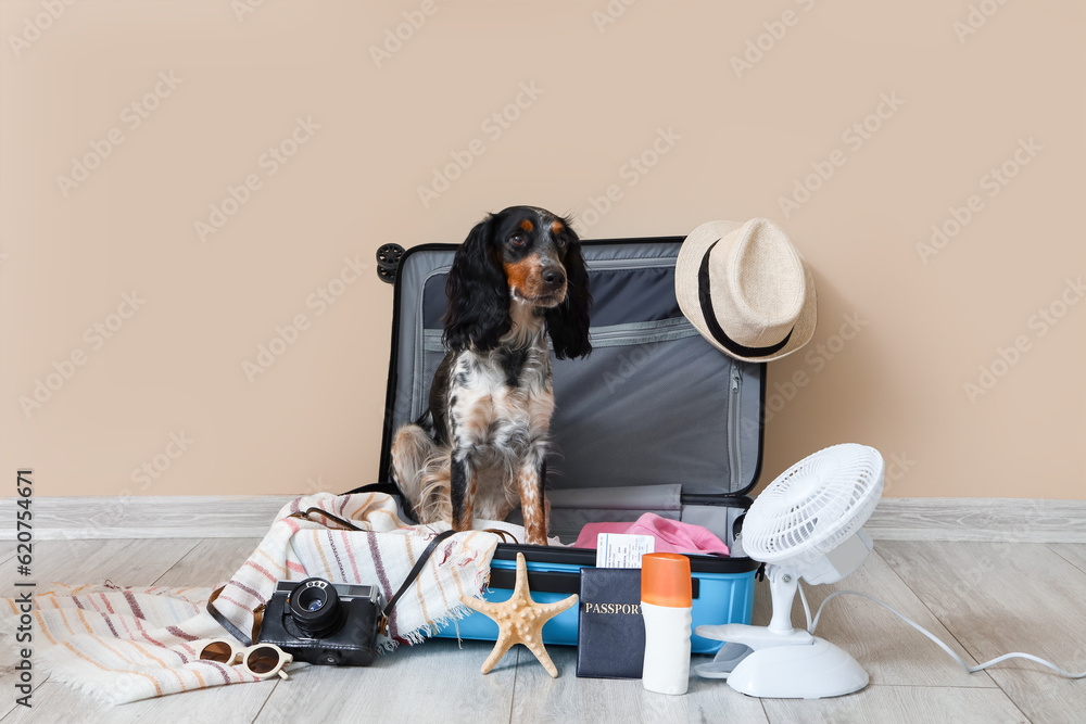 Cute cocker spaniel in suitcase with beach accessories near beige wall