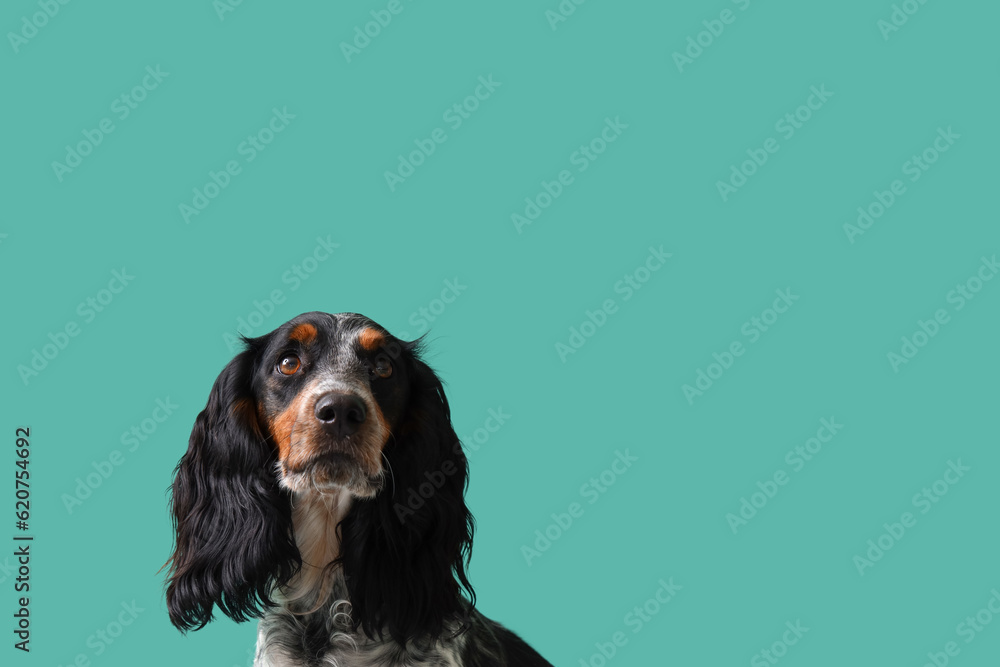 Cute cocker spaniel on green background, closeup