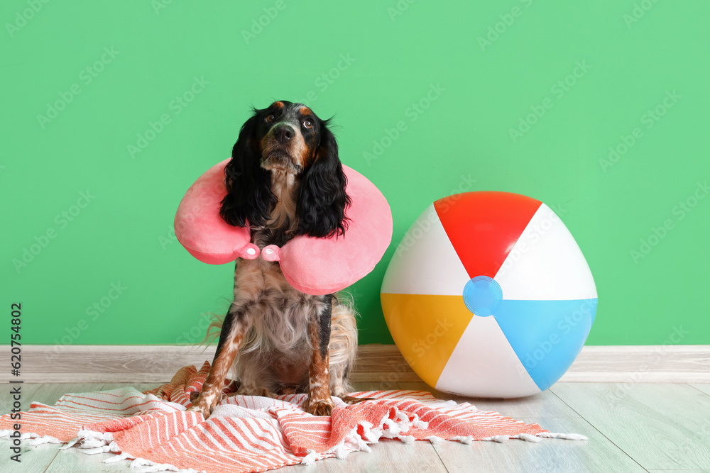 Cute cocker spaniel with beach accessories near green wall