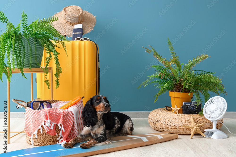 Cute cocker spaniel with surfboard and beach accessories near blue wall