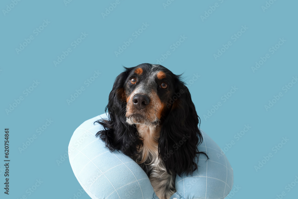 Cute cocker spaniel with beach neck pillow on blue background, closeup