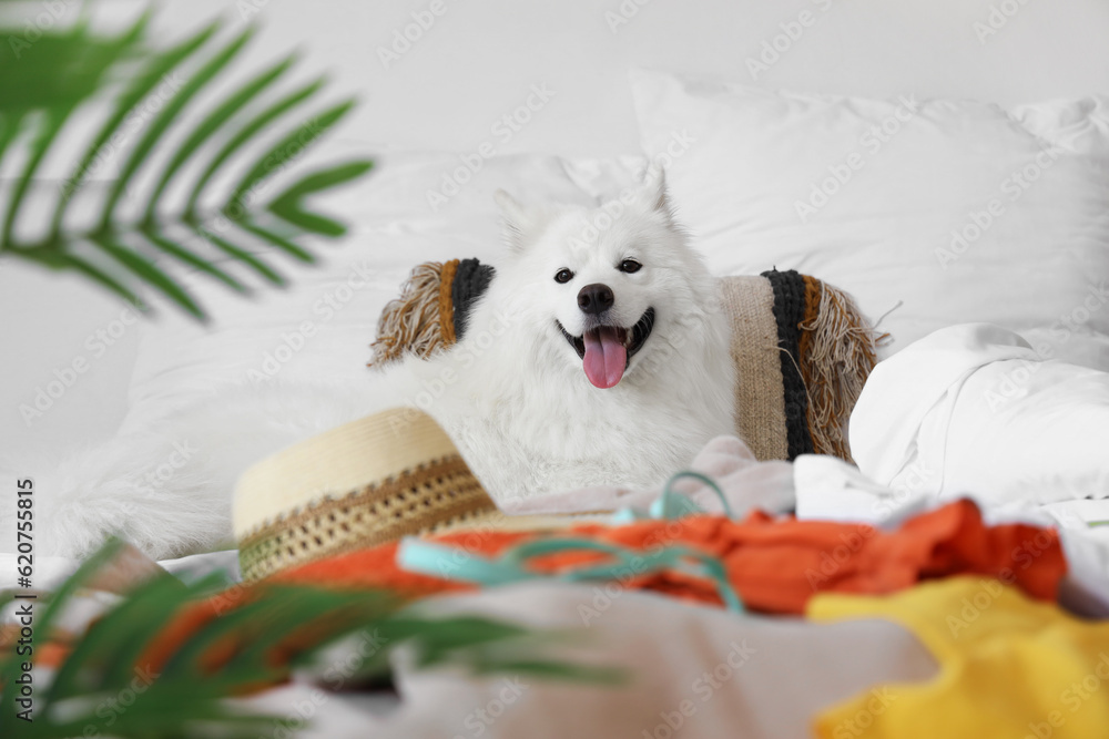 White Samoyed dog with summer clothes in bedroom