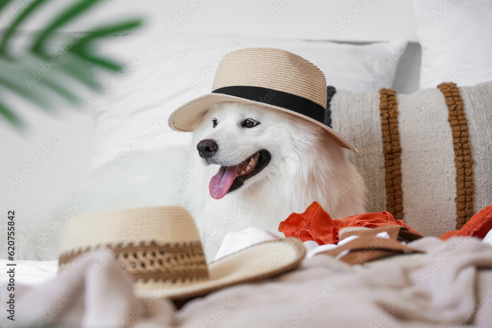 White Samoyed dog with summer hat in bedroom, closeup