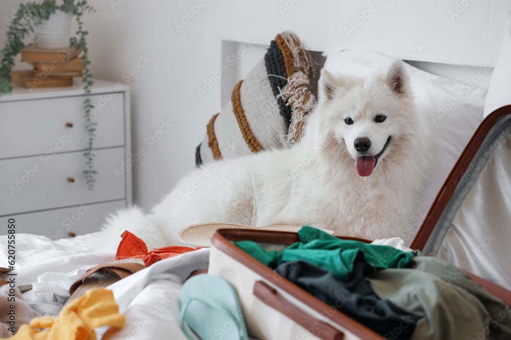 White Samoyed dog and suitcase with summer clothes in bedroom