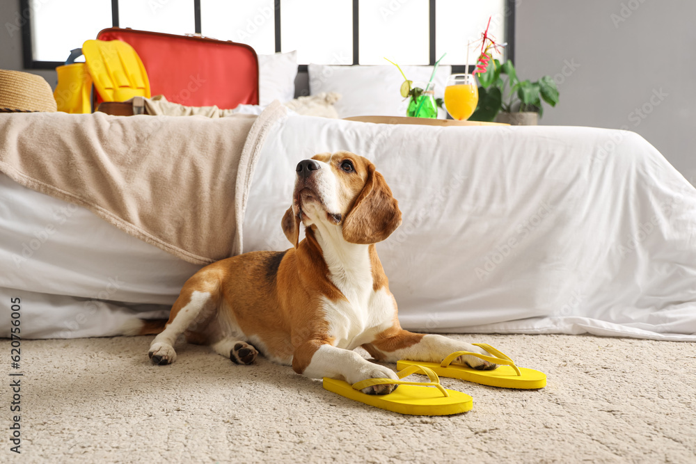 Cute Beagle dog with flip-flops in bedroom