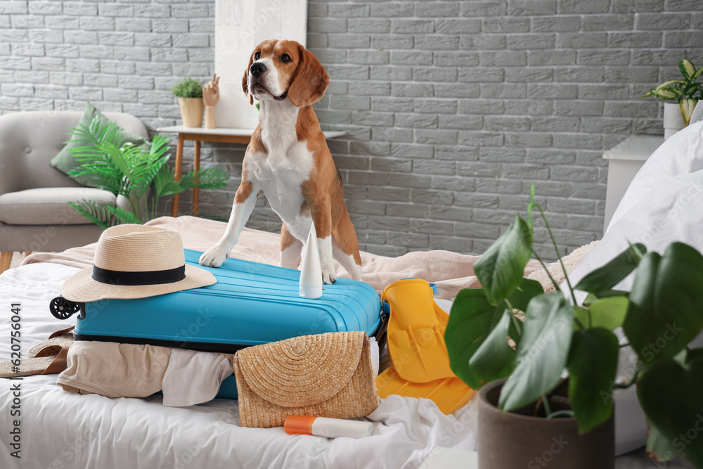 Cute Beagle dog and suitcase with beach accessories in bedroom