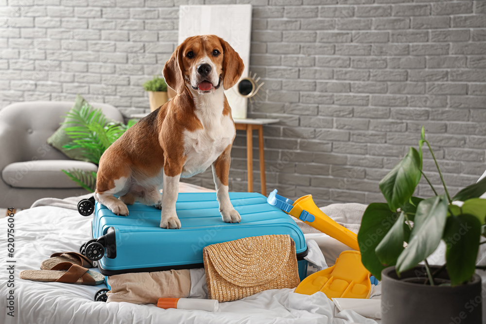 Cute Beagle dog and suitcase with beach accessories in bedroom