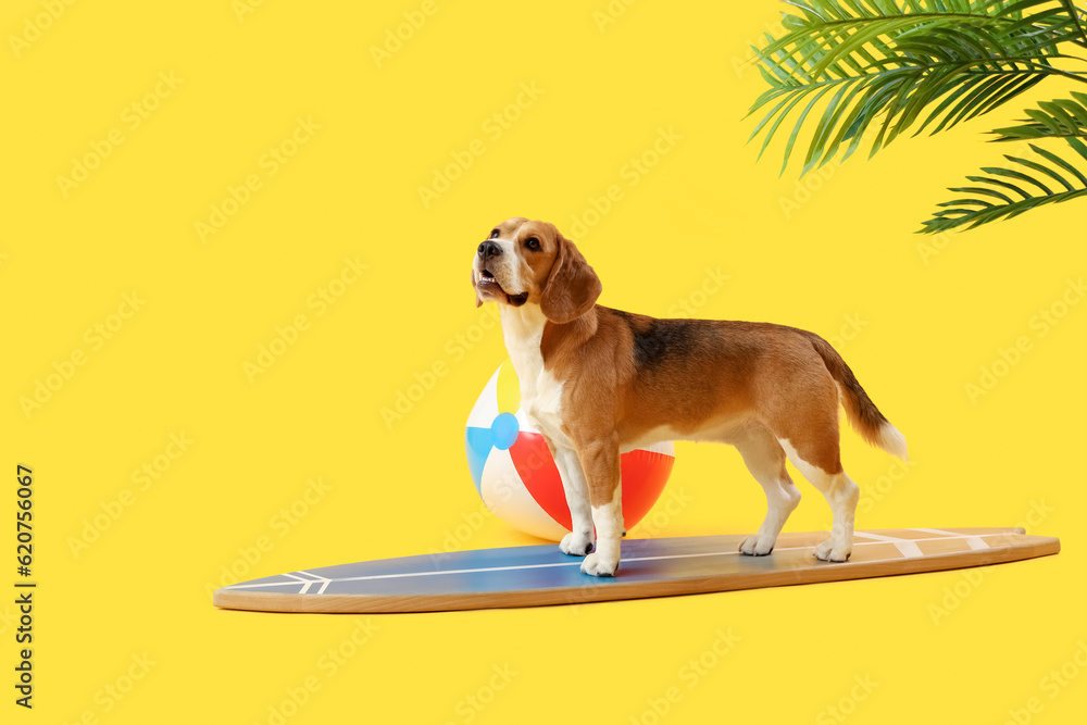 Cute Beagle dog with surfboard and beach ball on yellow background