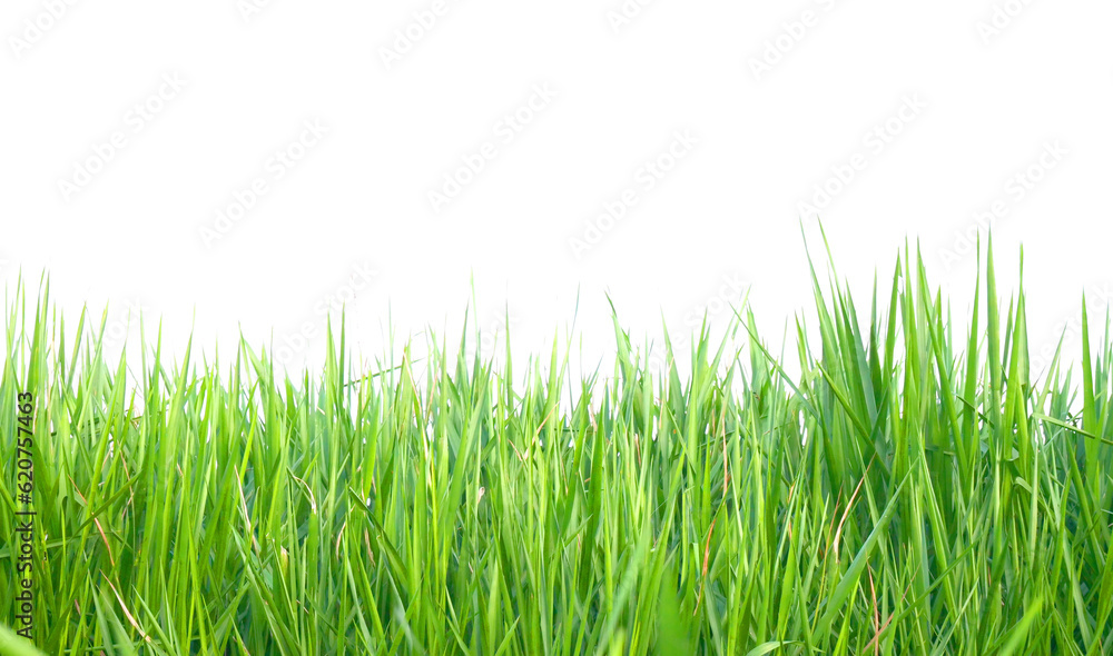 green grass  on transparent background (PNG) 