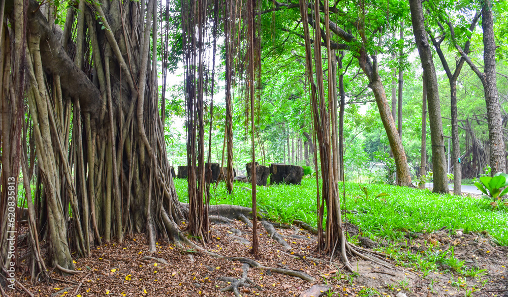 Trees and Roots of garden city Bangkok Thailand 