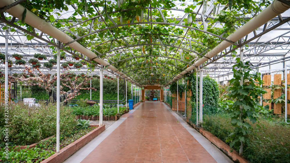 Shouguang ecological vegetable greenhouse interior scene