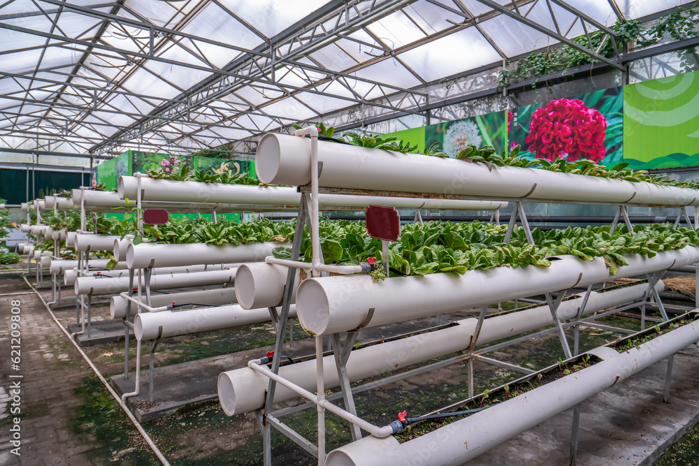 Shouguang ecological vegetable greenhouse interior scene