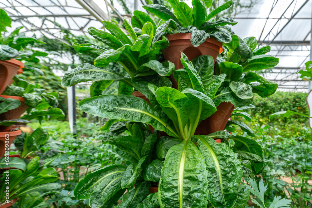 Shouguang ecological vegetable greenhouse interior scene