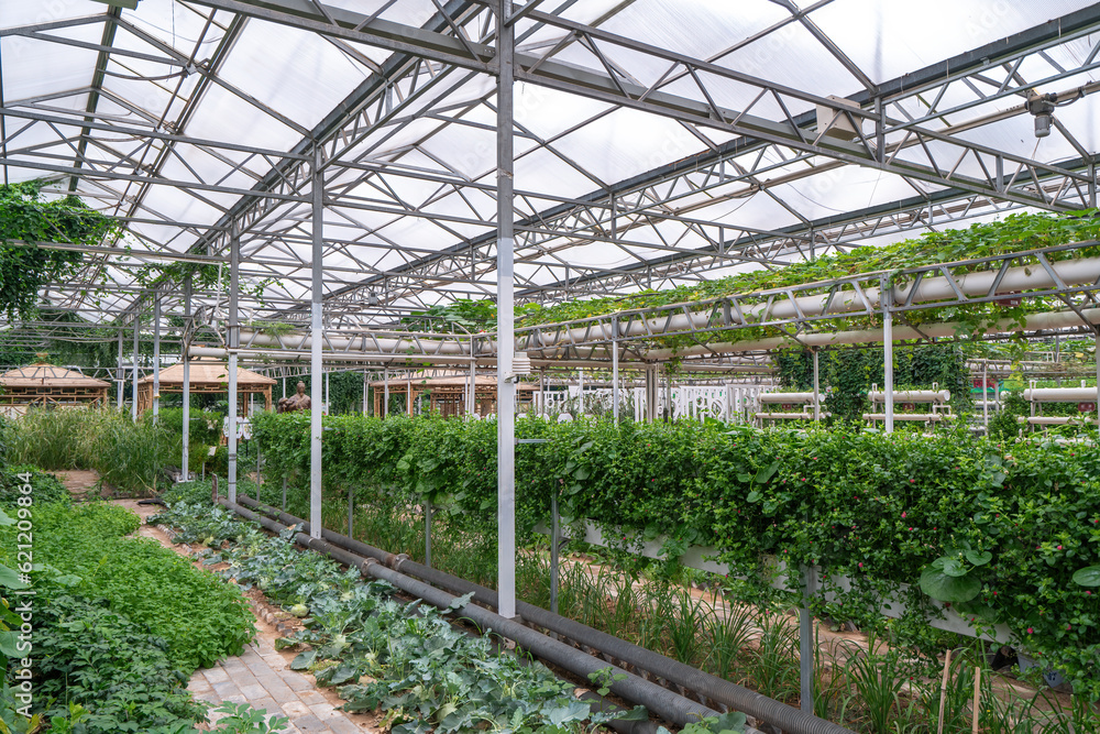 Shouguang ecological vegetable greenhouse interior scene