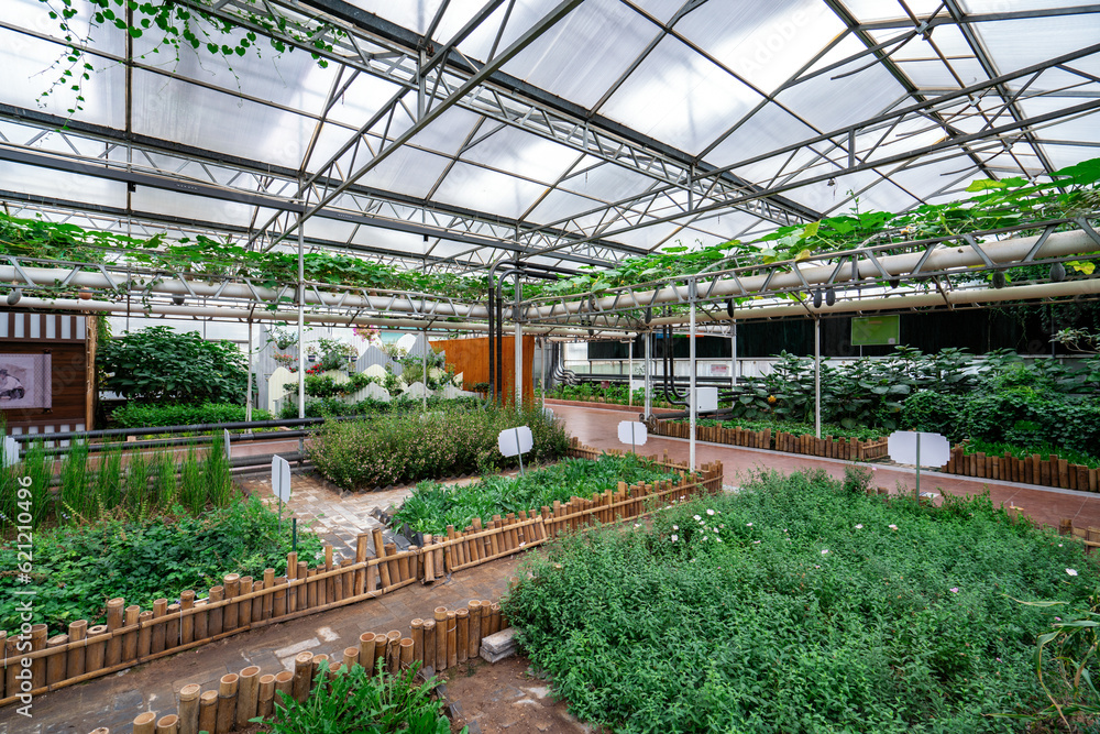 Shouguang ecological vegetable greenhouse interior scene